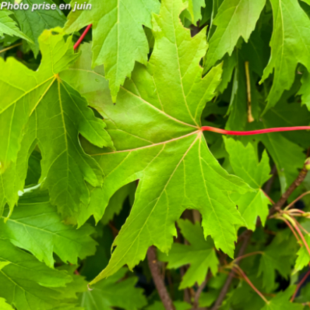 Acer saccharinum 'Pyramidalis'