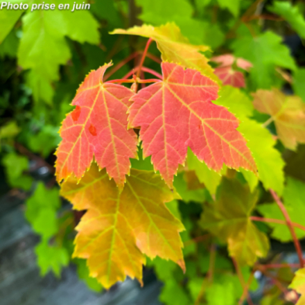 Acer x freemanii 'Armstrong' - Erable de Freeman