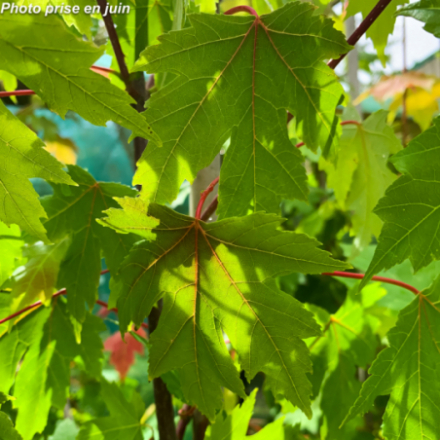 Acer x freemanii 'Jeffersred' - Erable de Freeman