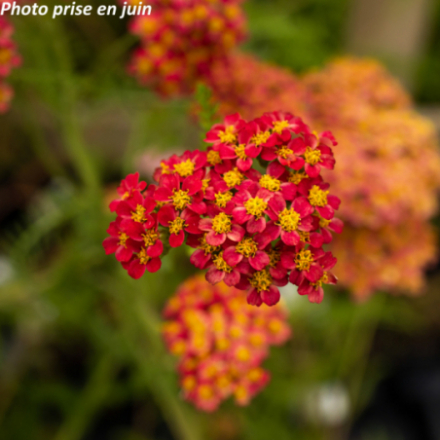 Achillea millefolium 'Paprika'