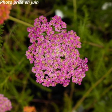 Achillea millefolium 'Pretty Belinda'