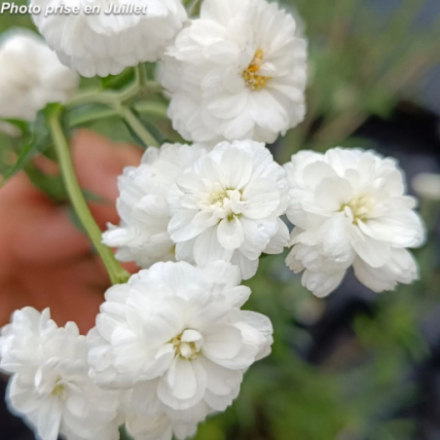 Achillea ptarmica 'The Pearl'