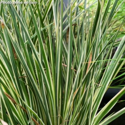 Acorus gramineus 'Argenteovariegatus'