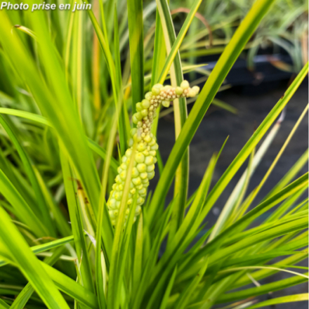 Acorus gramineus 'Ogon'
