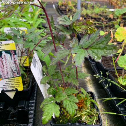 Actaea 'Pink Spike'