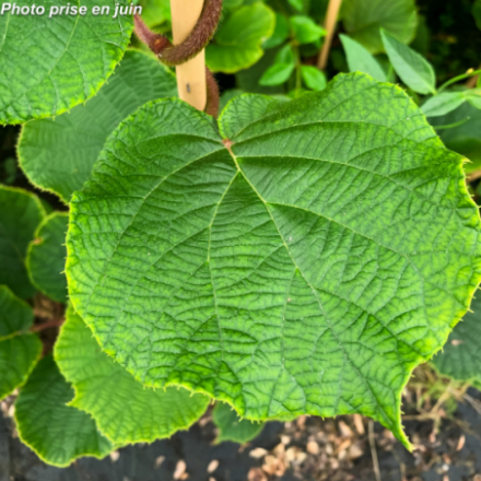 Actinidia arguta 'Kens Red' - Kiwi