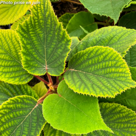 Actinidia chinensis 'Hayward' (femelle) - Kiwi