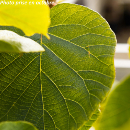 Actinidia deliciosa 'Tomuri' (Mâle) - Kiwi
