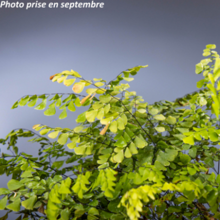 Adiantum venustum