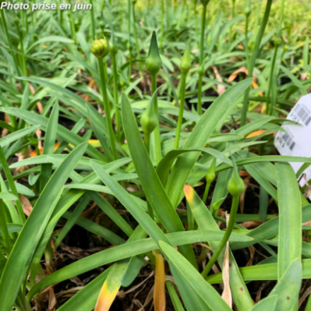 Agapanthus 'Double Diamond' - Agapanthe