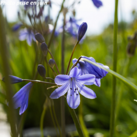 Agapanthus 'Lapis Lazuli'