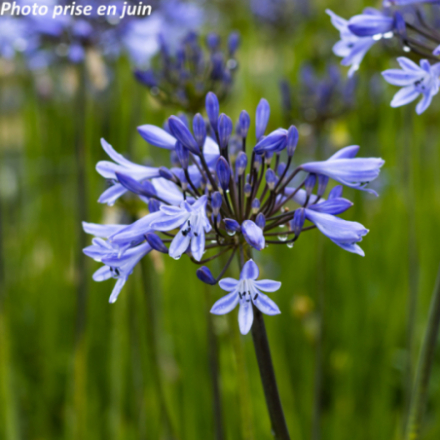Agapanthus x Graphite® 'Blue'