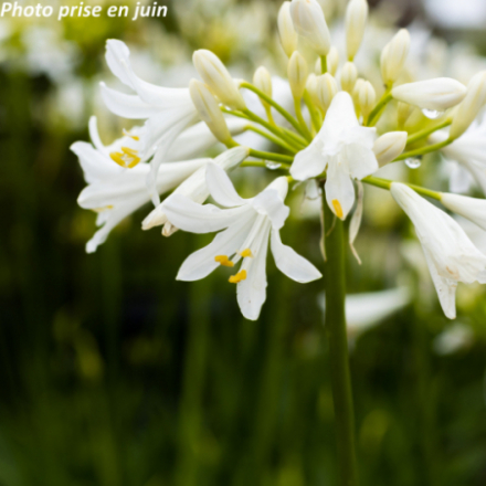 Agapanthus x Pitchoune 'White Tur161'® - Agapanthe