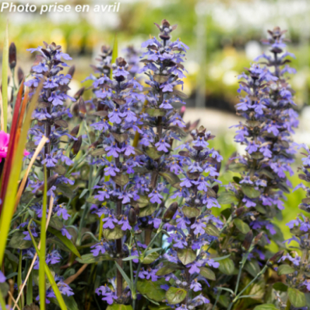 Ajuga reptans 'Braunherz'