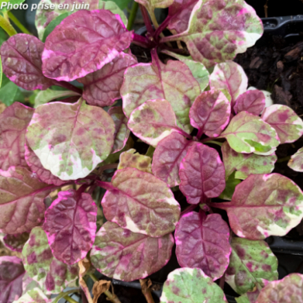 Ajuga reptans 'Burgundy Glow'