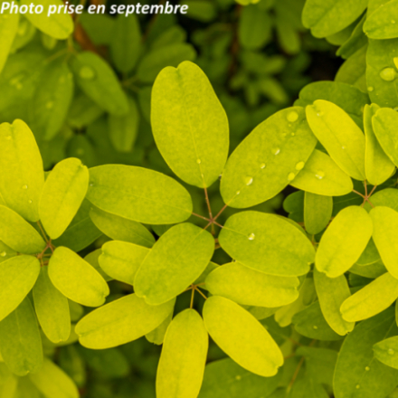 Akebia quinata 'Cream Form'