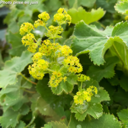 Alchemilla mollis 'Thriller'