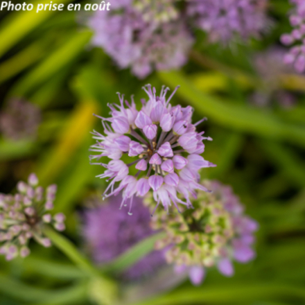 Allium senescens - Ail d'ornement