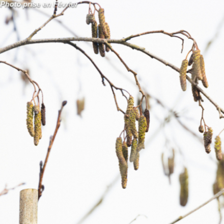 Alnus glutinosa
