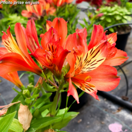 Alstroemeria Inticancha®