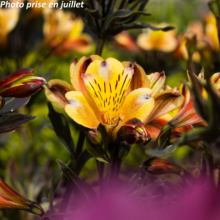 Alstroemeria Summer 'Breeze'®
