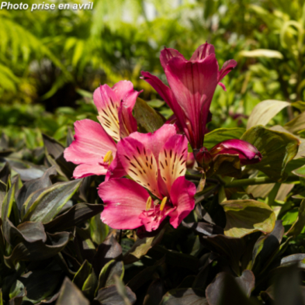 Alstroemeria 'Summer Pepper®' - Alstromère