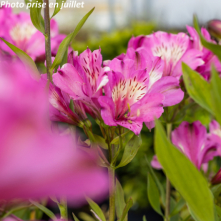 Alstroemeria 'Summer Saint'®