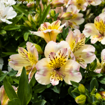 Alstroemeria Summer 'Times Valley'®