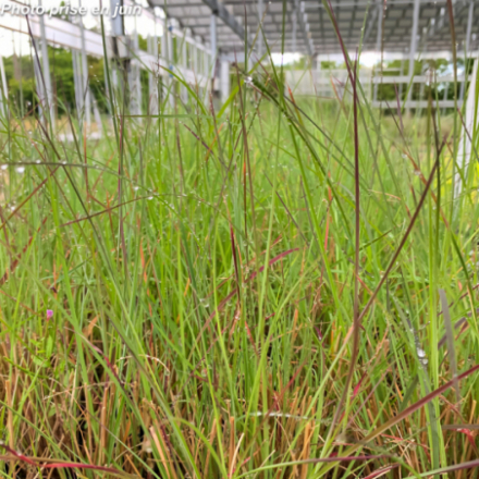 Andropogon scoparius