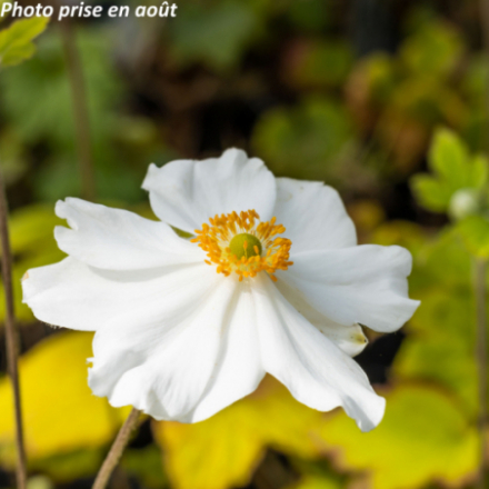 Anemone hybrida 'Honorine Jobert'