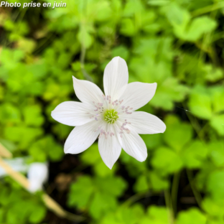 Anemone leveillei