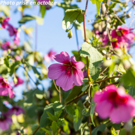 Anisodontea 'El Rayo'