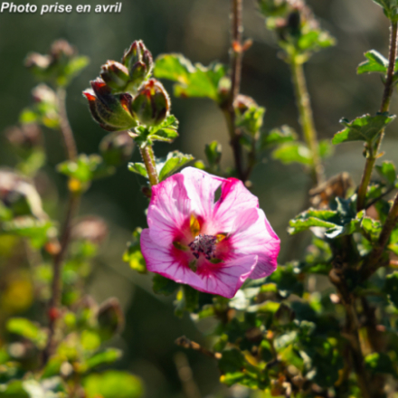 Anisodontea malvastroides 'Cristal Rose'