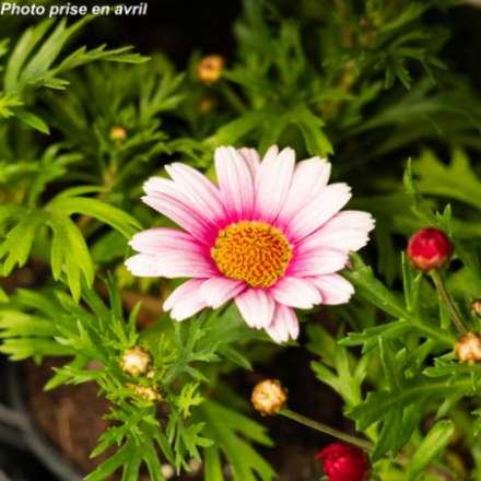 Anthemis