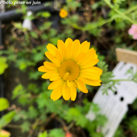 Anthemis tinctoria 'Kelwayi'
