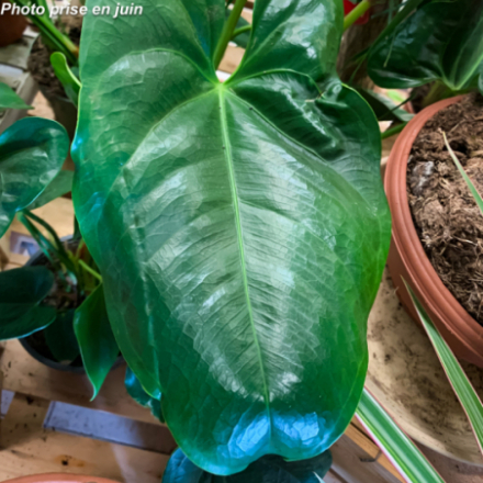 Anthurium