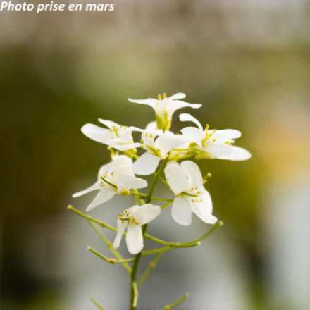 Arabis ferdinandi