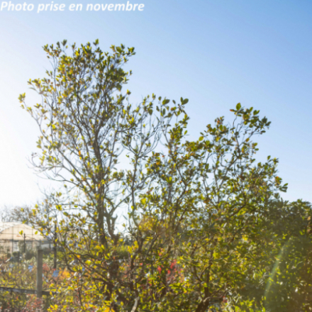 Arbutus unedo