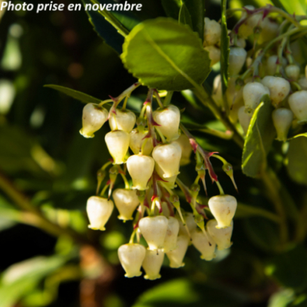 Arbutus unedo 'Atlantic' ®