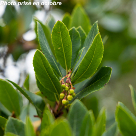 Arbutus unedo 'Rubra' ®