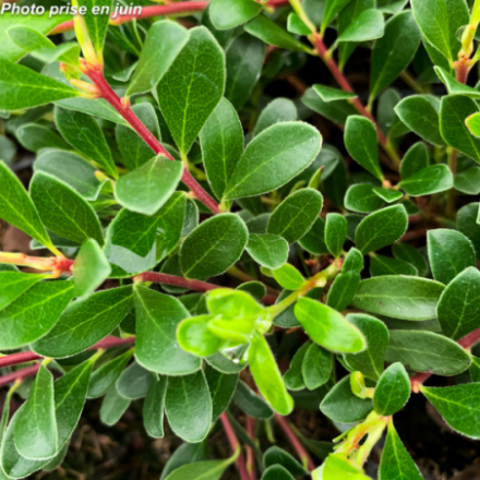 Arctostaphylos uva