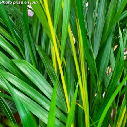 Areca lutescens - Palmier Multipliant