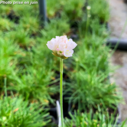 Armeria maritima 'Alba'