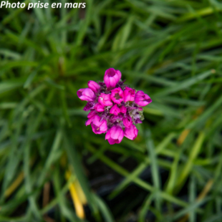 Armeria maritima 'Rosea'