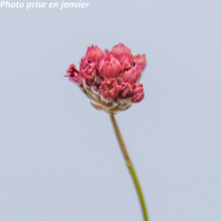 Armeria pseudarmeria 'Ballerina Red'