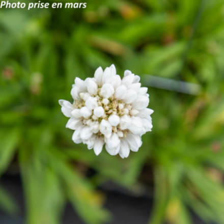 Armeria pseudarmeria 'Ballerina White'