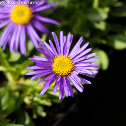Aster alpinus 'Superbus Goliath'