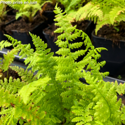 Athyrium filix femina