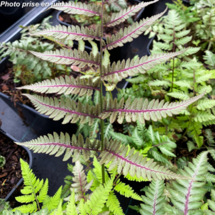 Athyrium niponicum 'Burgundy Lace'