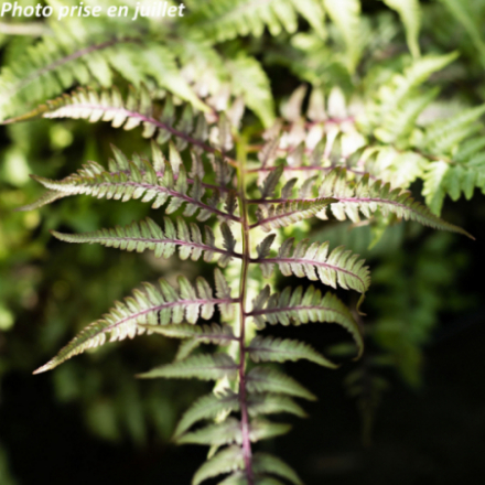 Athyrium niponicum 'Metallicum'